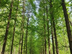 -合肥滨湖国家森林公园