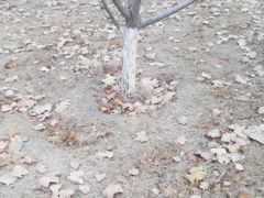 android_upload_pic-桃苑郊野公园