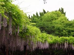-嘉定紫藤园