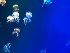 -福州罗源湾海洋世界旅游区