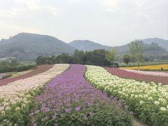 -径山花海