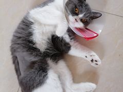 -瑞派长江宠物医院·猫科·外科·24小时夜护(谊城公寓分院)