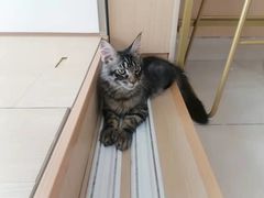 -鼓捣猫呢主题猫咖店