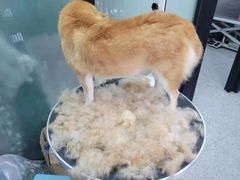 -四月宠物医院·猫专科·心脏专科·内科(转塘店)