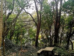 -上海佘山国家森林公园天马山园