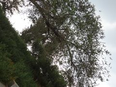 DSC08513-永定河休闲森林公园