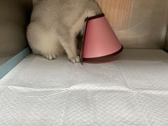 -深圳野生动物园宠物医院(西湖林语店)