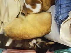 -柯斗斗主题餐厅·狗咖·围炉煮茶·茶饮(国瑞升平里店)