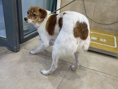 -艾贝尔宠物医院·狂犬免疫点(江山金象城店)