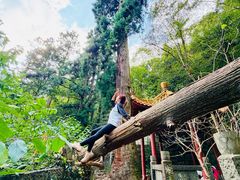 -天目山大树王景区