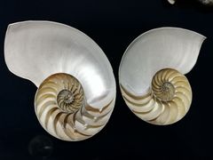 -青岛贝壳博物馆
