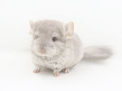 -龙猫仔乐园(惠福东路店)