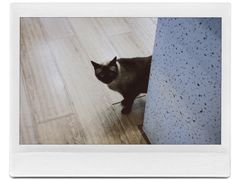 -有猫主题·治愈系猫咖(曾厝垵店)