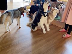 -Husky Go! 哈士奇体验馆·宠物咖啡厅狗咖