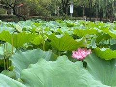 -陈家山荷花公园
