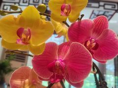 -山水茶艺馆·点心粤菜·30年老字号