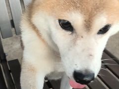 -柴犬高等学院·狗咖·柴犬售卖·宠物训练