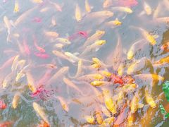 -武汉紫薇都市田园