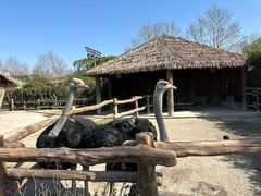 -上海野生动物园