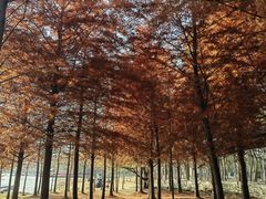 -上海海湾国家森林公园