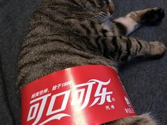 -艾贝尔宠物医院·狂犬免疫点(江山金象城店)
