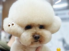 -鑫艺宠物美容培训学校