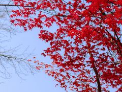 -湛山寺