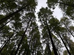 -黄海国家森林公园