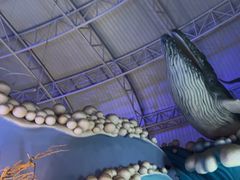 -烟台海昌鲸鲨海洋公园