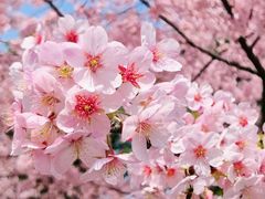 -顾村公园