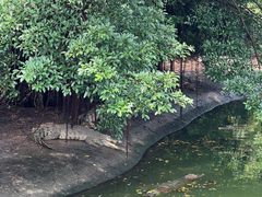 -广州长隆飞鸟乐园