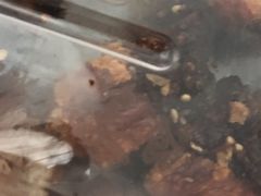 -脆皮五花肉(建东街旗舰店)