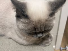 -babydoll猫舍·米努特·德文·缅因(久光中心店)