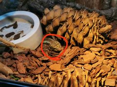 -Rabbit Cafe私房西餐甜点咖啡(栖霞路店)