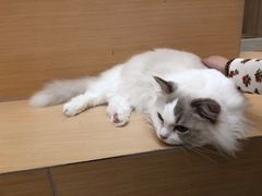 -瞄一喵猫咖(格力海岸店)