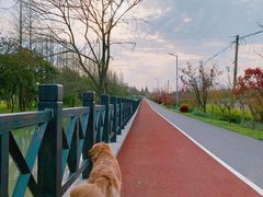 -上海长兴岛郊野公园