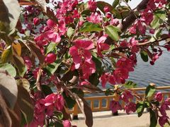 -长白岛森林公园