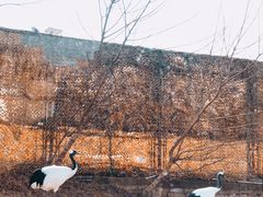 -上海野生动物园