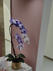 点击看大图 -Dr.U博士医疗美容医院