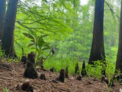 -上海海湾国家森林公园