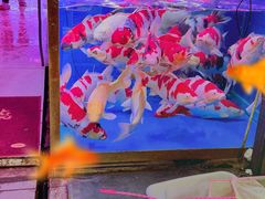 -青石桥花鸟鱼虫市场(叠翠城店)