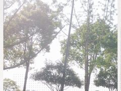 -铁山坪森林公园