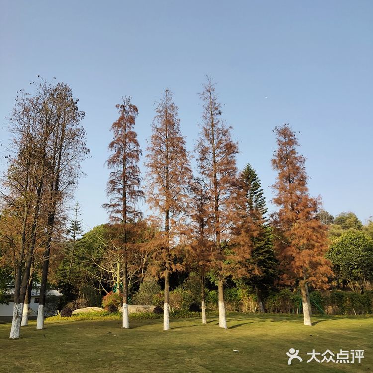 梅花和红杉，二者可得兼也！逛一个地方，赏两种风光