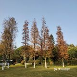 梅花和红杉,二者可得兼也!逛一个地方,赏两种风光
