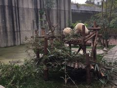 -成都大熊猫繁育研究基地