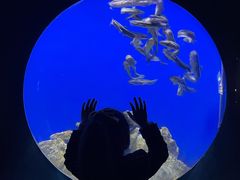 -江和美海洋公园