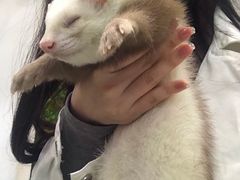 -藦茜花园宠物主题亲子互动体验馆(国顺东路店)