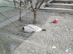 -青藏高原野生动物园