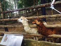 -清迈夜间动物园