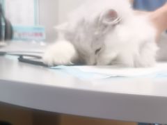 -东日国际动物医院·CT·心脏专科(桃源分院)